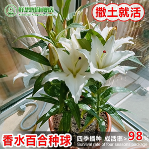 5颗香水百合种球四季开花易种多年生花卉盆栽植物球根百合花种子