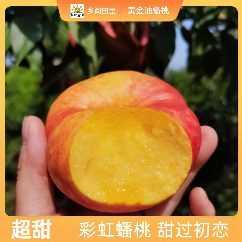 桐柏黄金油蟠桃应季水果现摘现发高山甜蜜桃子黄桃