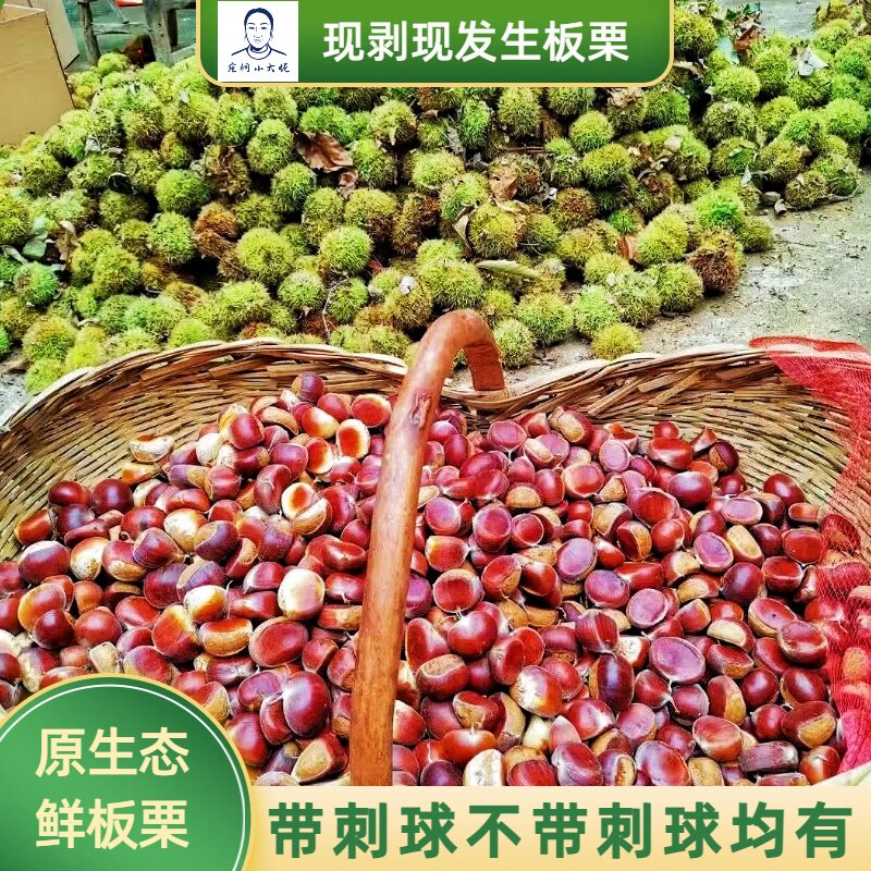 2026新鲜原生态带刺板栗子3/5斤