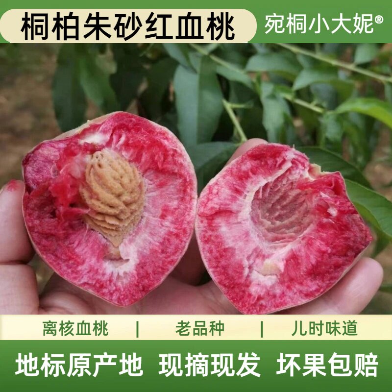 桐柏朱砂红离核血桃新鲜现摘老树红心桃子应季水果