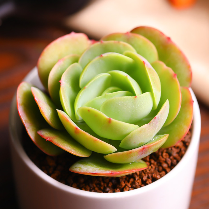 多肉植物鸡蛋碧桃组合盆栽办公室绿植肉肉植物好养稀有品种