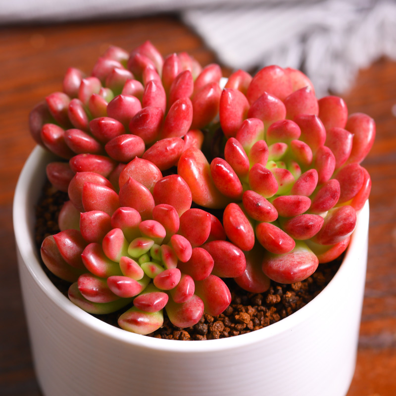 红宝石多肉植物多头群生组合盆栽绿植办公室花卉红色植物室内肉肉