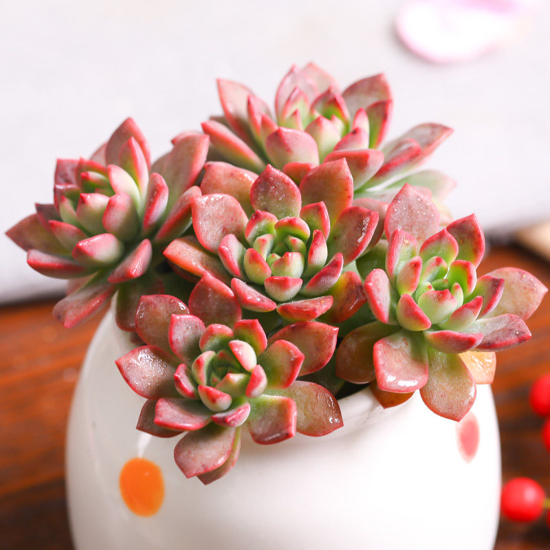 多肉植物马库斯多头群生组合盆栽室内花卉绿植稀有品种肉肉小萌物