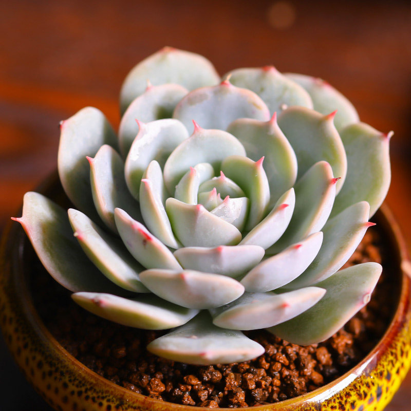 雪域多肉植物绿植大颗景天科稀有新手肉肉组合盆栽美观趣味