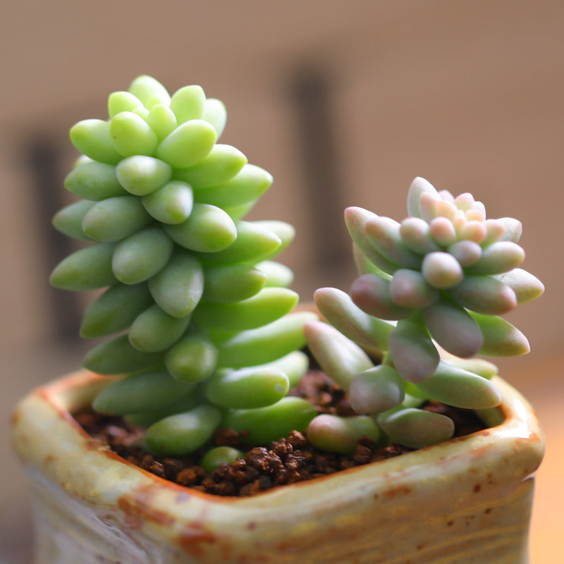 多肉玉坠缀多肉植物新玉缀彩虹玉缀吊兰钱串子特价清仓好养爆盆