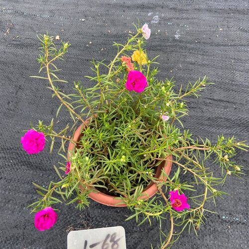 爆芽素多肉植物价格 爆芽素多肉植物图片 星期三