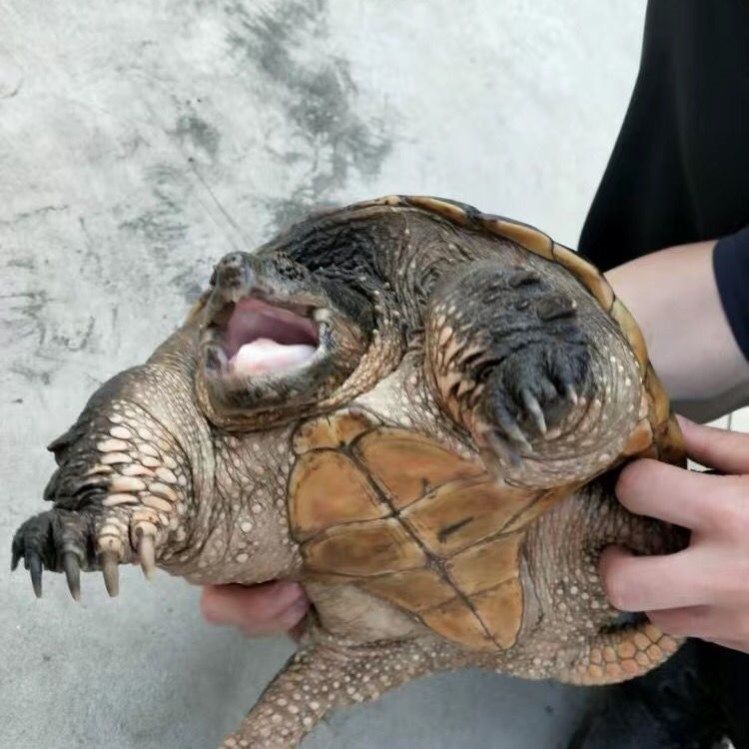 鳄龟活物食用北美鳄龟大鳄 食用杂佛鳄鱼龟大的食用肉龟大型鳄龟