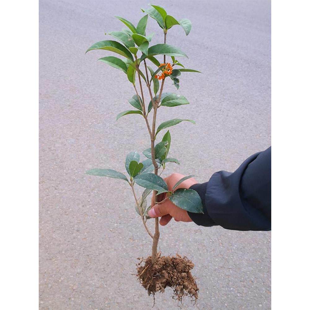 四季桂花树苗盆栽实原生桂花苗香桂月桂天香台阁花佛顶珠不带花图片