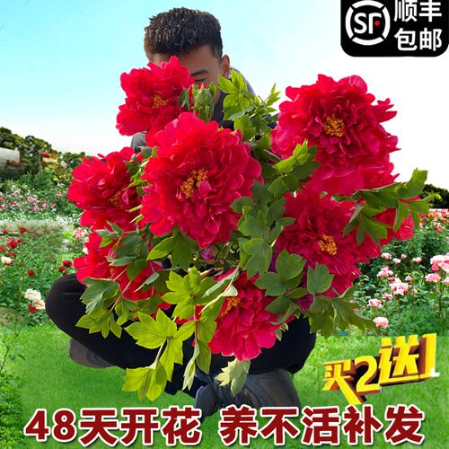 正宗洛阳牡丹花苗大苗花卉植物室内易活盆栽带花苞重瓣牡丹花树苗