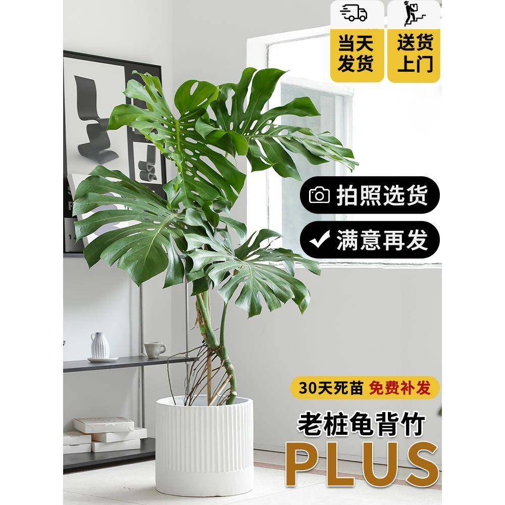 大叶龟背竹绿植客厅老桩盆栽植物室内大型落地办公室盆景高级巨型