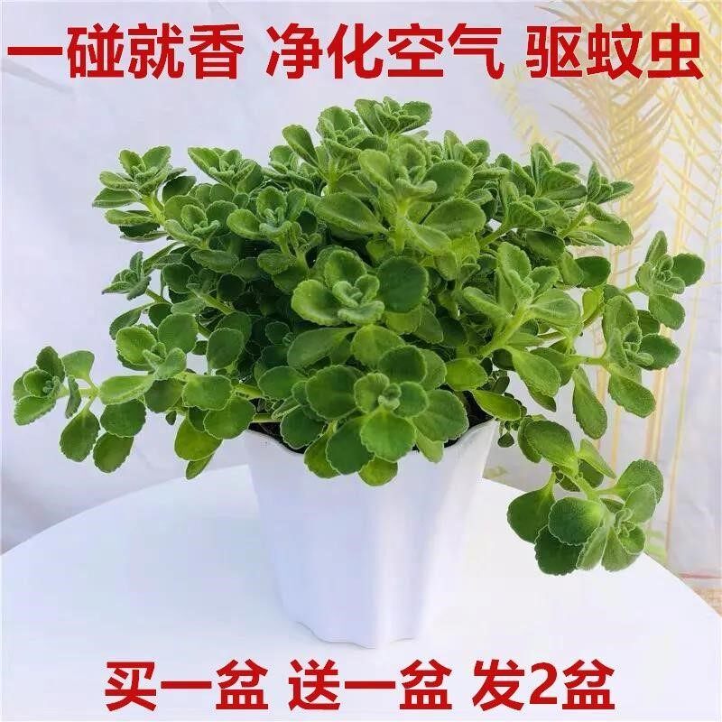 碰碰香盆栽一抹香楚留香四季常绿室内水培阳台驱蚊净化空气绿植