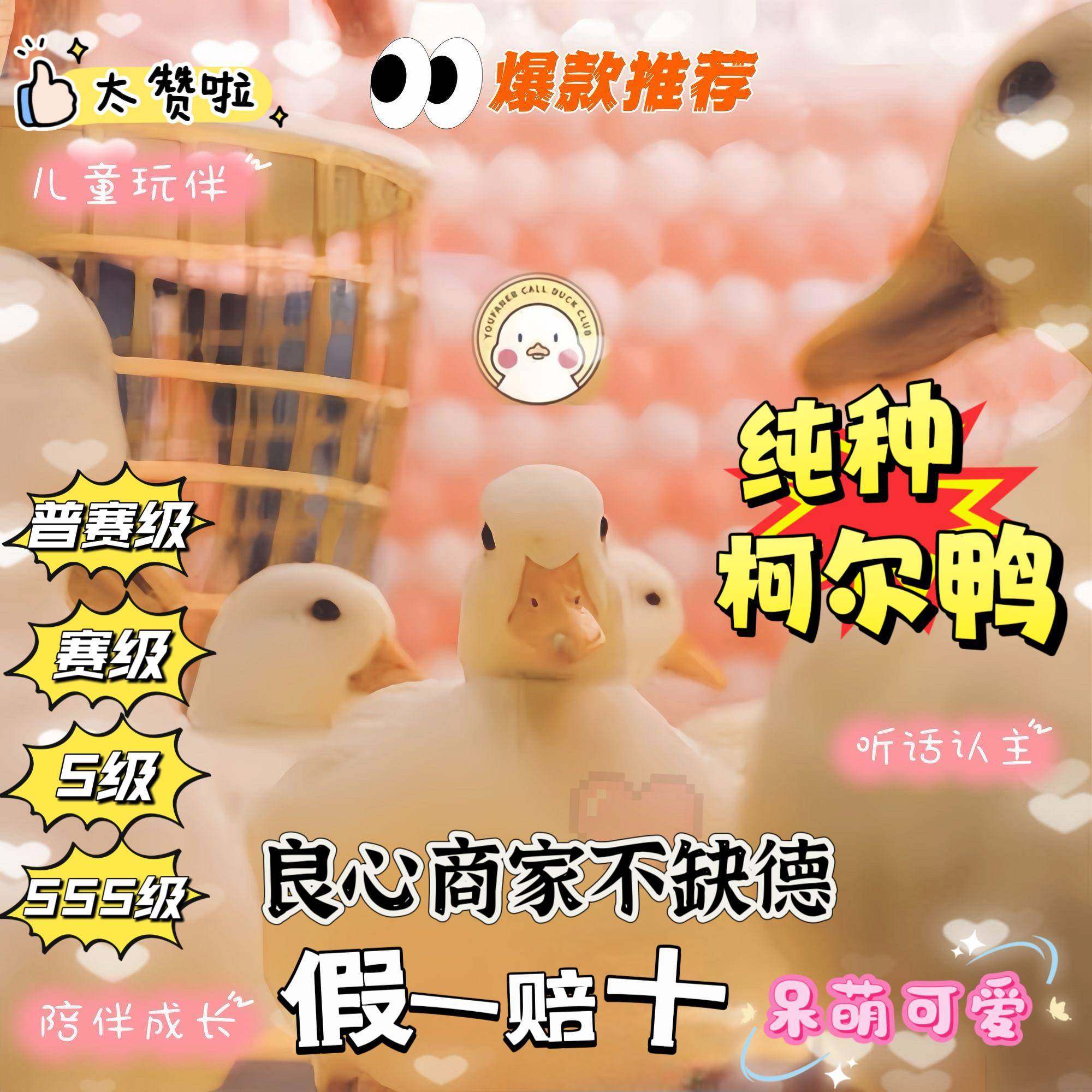 柯尔鸭活宠物网红可达鸭活物正宗科尔鸭活的纯种柯基鸭观赏鸭活体,宠物/宠物食品及用品,宠物鸭,淘宝优惠券,粉丝福利购,淘宝优惠卷