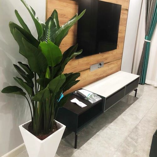 网红天堂鸟盆栽室内大型植物鹤望兰客厅办公室大盆栽绿植天堂鸟大