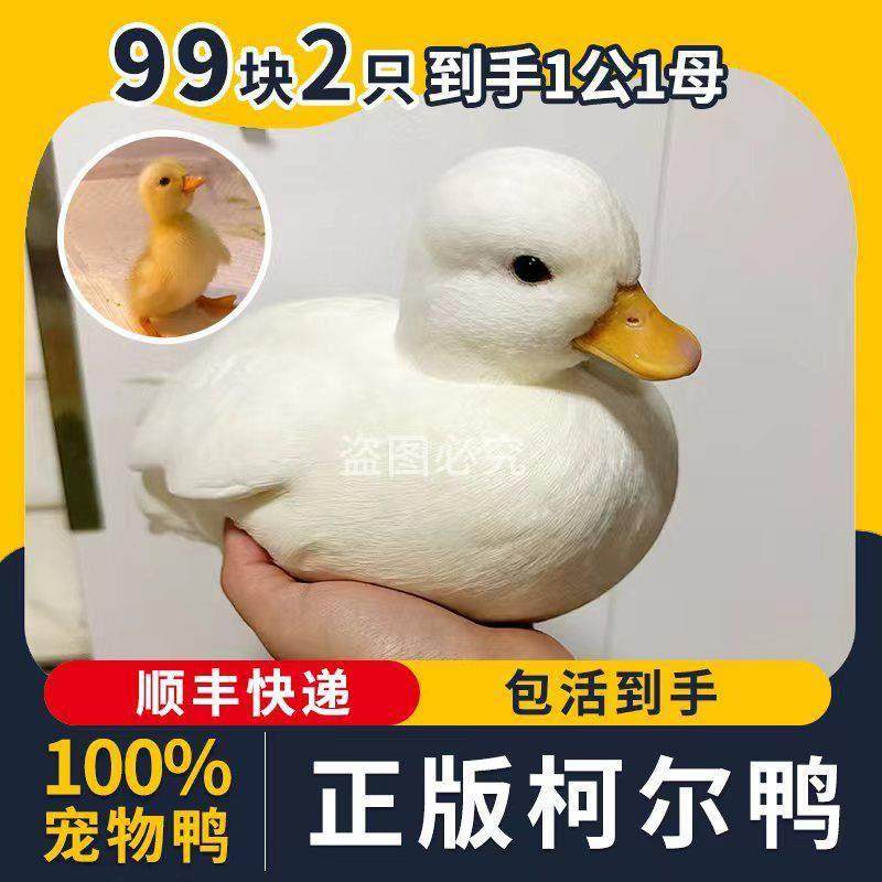 柯尔鸭幼崽网红鸭宠物鸭可达鸭小柯尔鸭活宠物小幼苗小黄鸭子宠物,宠物/宠物食品及用品,宠物鸡,淘宝优惠券,粉丝福利购,淘宝优惠卷