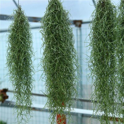 空气凤梨老人须空气草松萝空凤无土花绿植花卉包邮