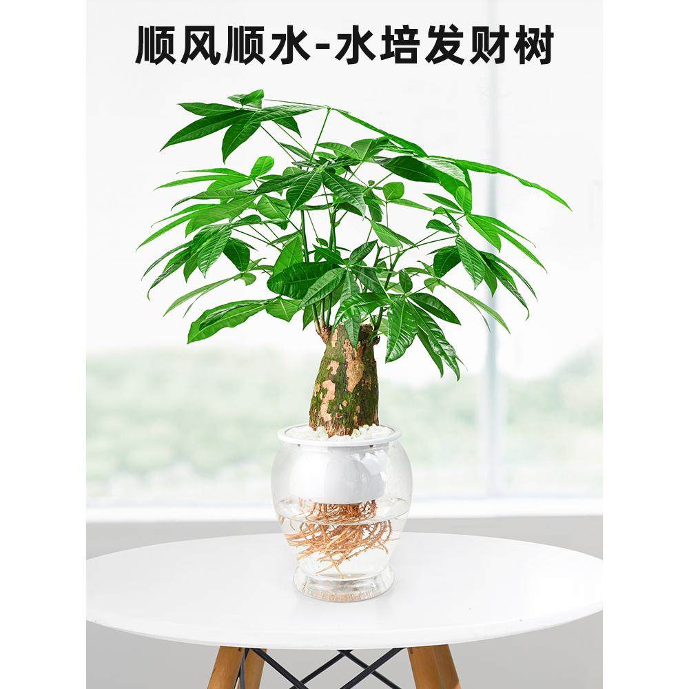 无土水培】水培发财树盆栽室内好养植物绿萝水养绿植绿箩