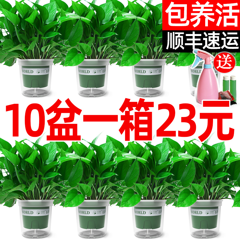 绿航绿萝盆栽室内植物花卉绿植长藤垂吊大叶绿箩新房家用桌面办公