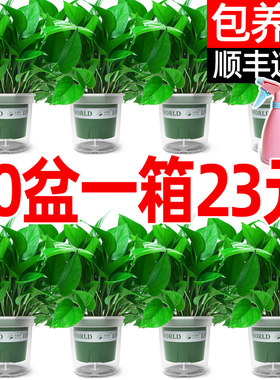 绿航绿萝盆栽室内植物花卉绿植长藤垂吊大叶绿箩新房家用桌面办公