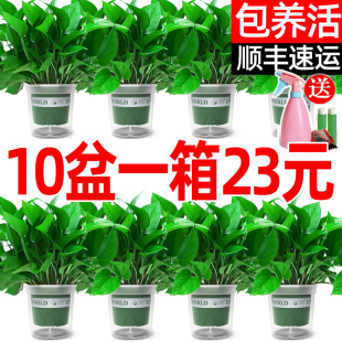 绿航绿萝盆栽室内植物花卉绿植长藤垂吊大叶绿箩新房家用桌面办公