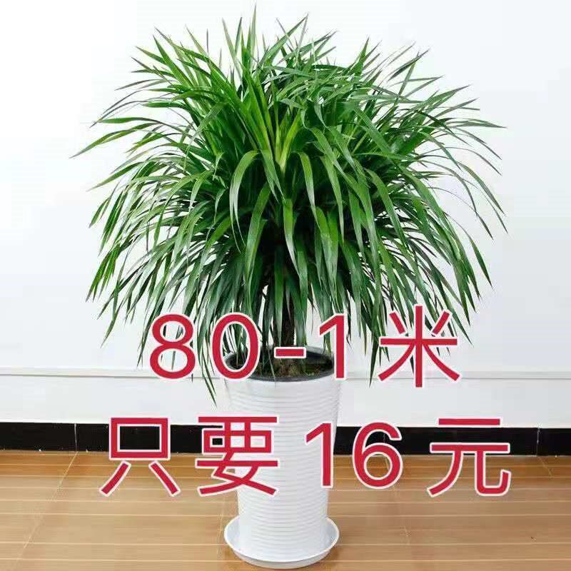 龙须树龙血树四季常青室内盆栽多头龙须绿植四季好养活耐干行绿植