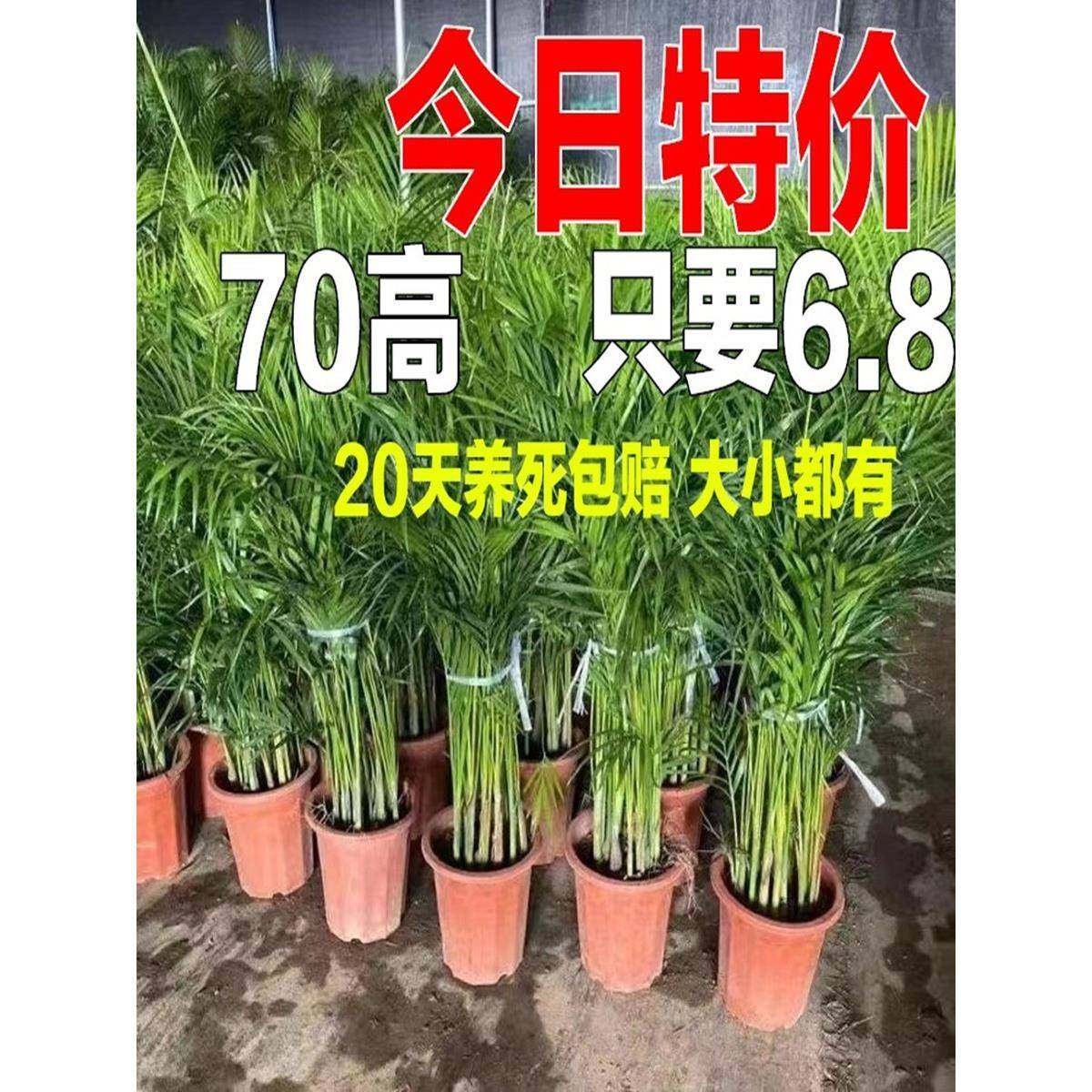 富贵椰子袖珍椰子散尾葵盆栽植物凤尾竹大型绿植夏威夷竹子盆栽
