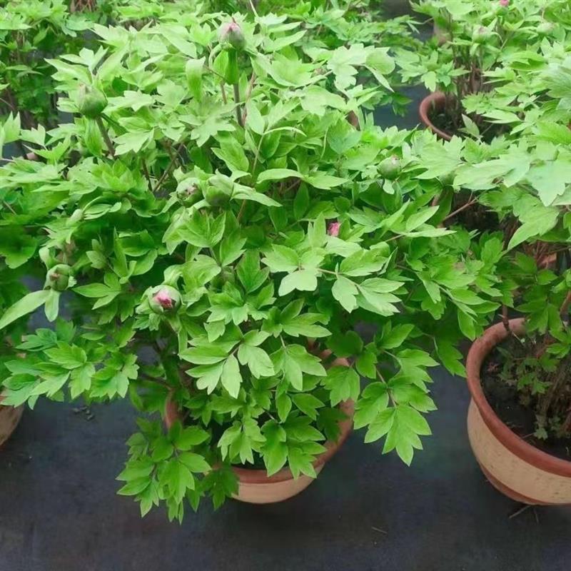 正宗洛阳牡丹花树苗原盆盆栽大苗红牡丹千层重瓣庭院客厅耐寒花卉