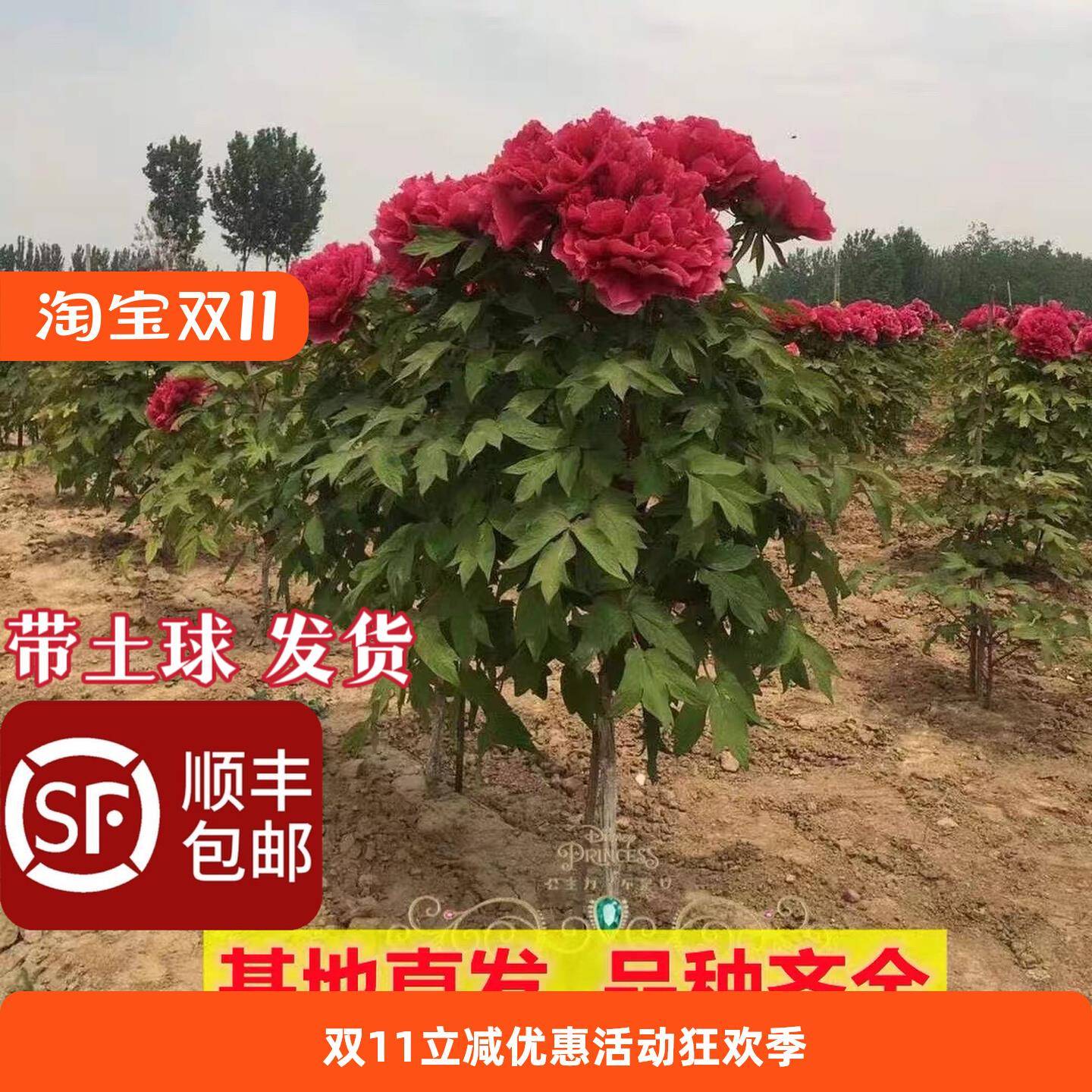 独杆牡丹树苗带土球菏泽正宗观赏重瓣大花盆栽地栽耐寒直杆牡丹树