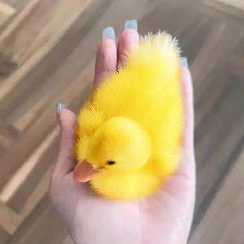 小鸭子活宠物柯尔鸭活宠物可达鸭活宠物活的真小鸭子宠物幼崽活苗,宠物/宠物食品及用品,鸟,淘宝优惠券,粉丝福利购,淘宝优惠卷