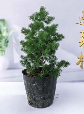 蓬莱松盆栽蓬莱松苗四季常青不老松室内桌面植物 旺财植物 吸甲醛