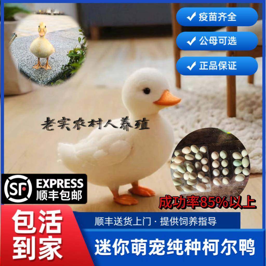 柯尔鸭活宠物幼崽网红小黄鸭科尔鸭活体正宗柯达活物柯尔鸭蛋可孵,宠物/宠物食品及用品,宠物鸭,淘宝优惠券,粉丝福利购,淘宝优惠卷