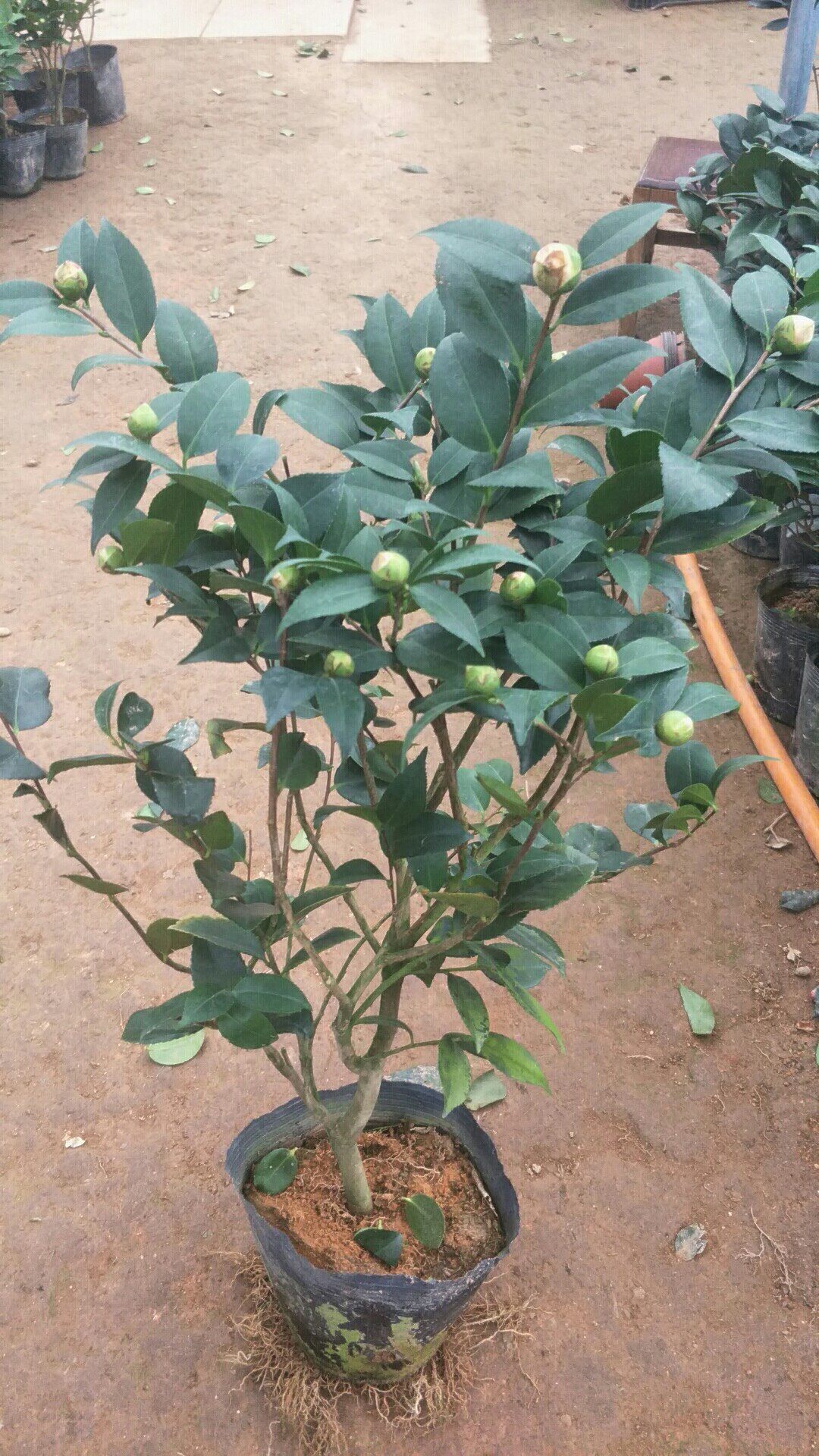 浓香型茶花苗盆栽十八学士室内庭院耐寒好养花卉山茶树苗四季开花