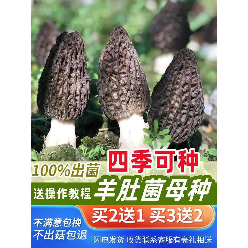 羊肚菌菌种包自种野生新鲜菌种植培种技术金针菇蘑菇超高产可食用