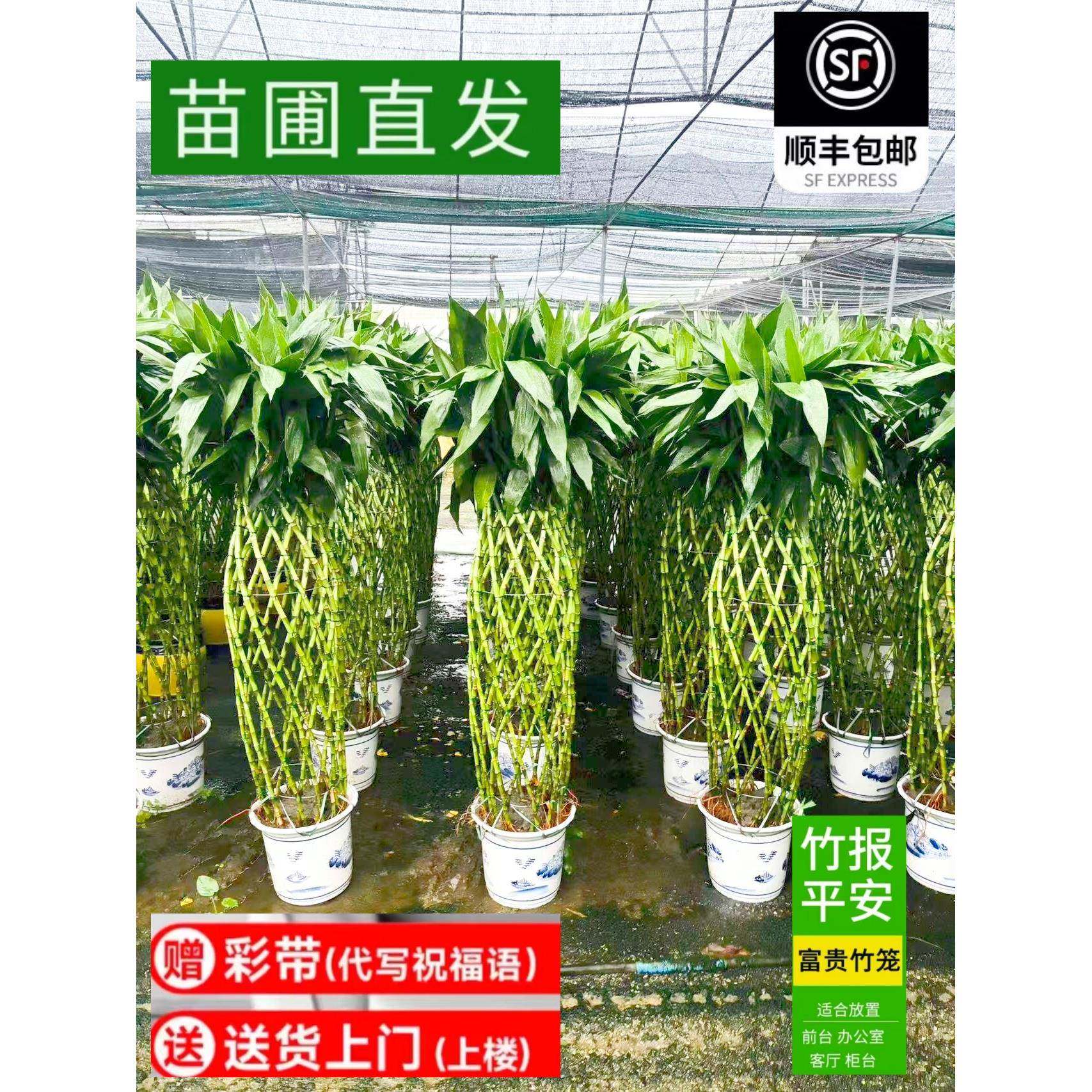 顺丰德邦送货上楼富贵竹笼开运竹大型室内盆栽转运竹乔迁开业绿植