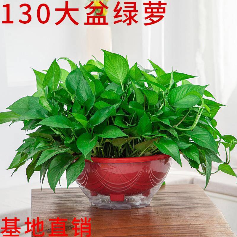 大盆绿箩长藤垂吊新房室内客厅盆栽植物净化空气绿植大叶绿萝花