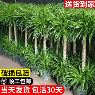 龙血树客厅绿植旺宅大型网红植物龙铁树龙须树办公室落地好养盆景