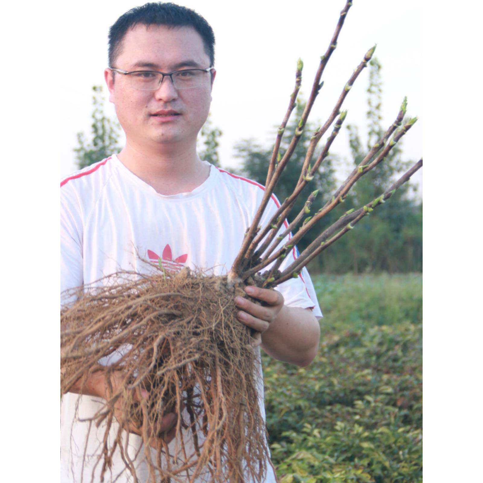 菏泽牡丹花苗裸根大苗洛阳红盆栽绿植盆景室内外植物花卉基地直发