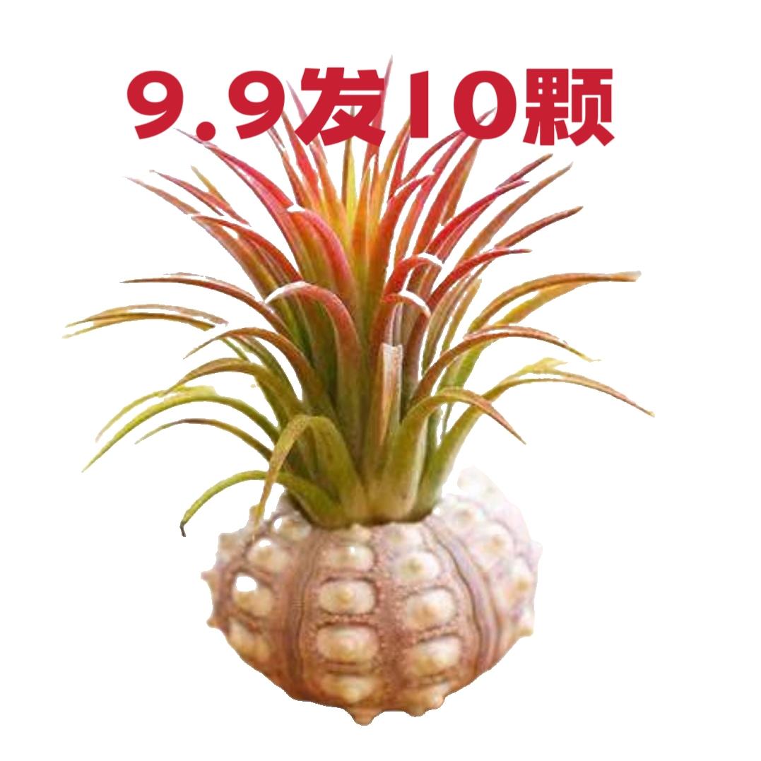 空气凤梨无土植物特价包邮红黄绿精灵室内办公室净化空气懒人植物