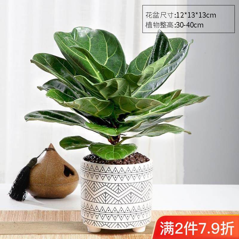 大叶榕内盆栽室内绿植办公室绿植好养活观叶花卉北欧四季长青