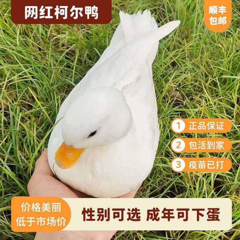 柯尔鸭活宠物成年科尔鸭可达鸭幼仔幼崽宠物鸭苗网红,宠物/宠物食品及用品,宠物鸭,淘宝优惠券,粉丝福利购,淘宝优惠卷