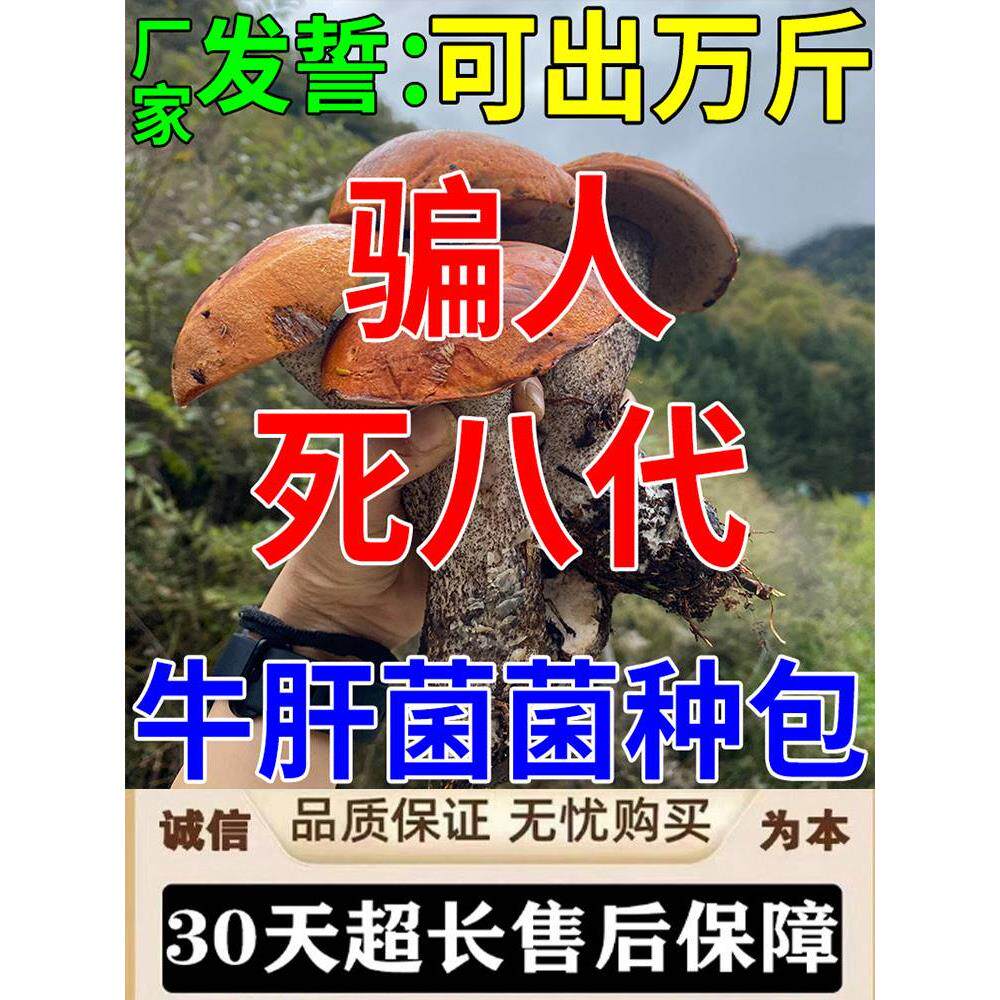 牛肝菌菌种野生自种新鲜蘑菇菌菌包懒人家庭栽培趣味高产可食用菌