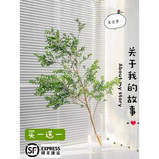 美男树水培植物鲜切枝马醉木吊钟平替客厅室内办公室装饰绿植盆栽