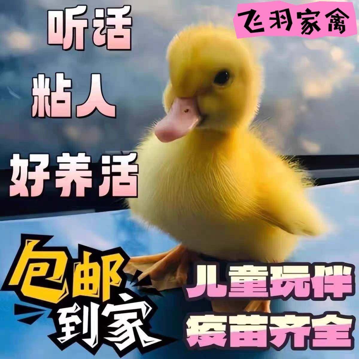 柯达家养宠物小鸭子活体网红家养宠物活的小鸭子可爱迷你小鸭观赏,宠物/宠物食品及用品,宠物鸭,淘宝优惠券,粉丝福利购,淘宝优惠卷