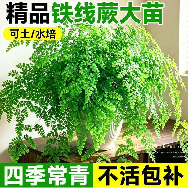 铁线蕨盆栽室内办公室桌面耐阴好养铁丝草阳台易活常绿观叶绿植物