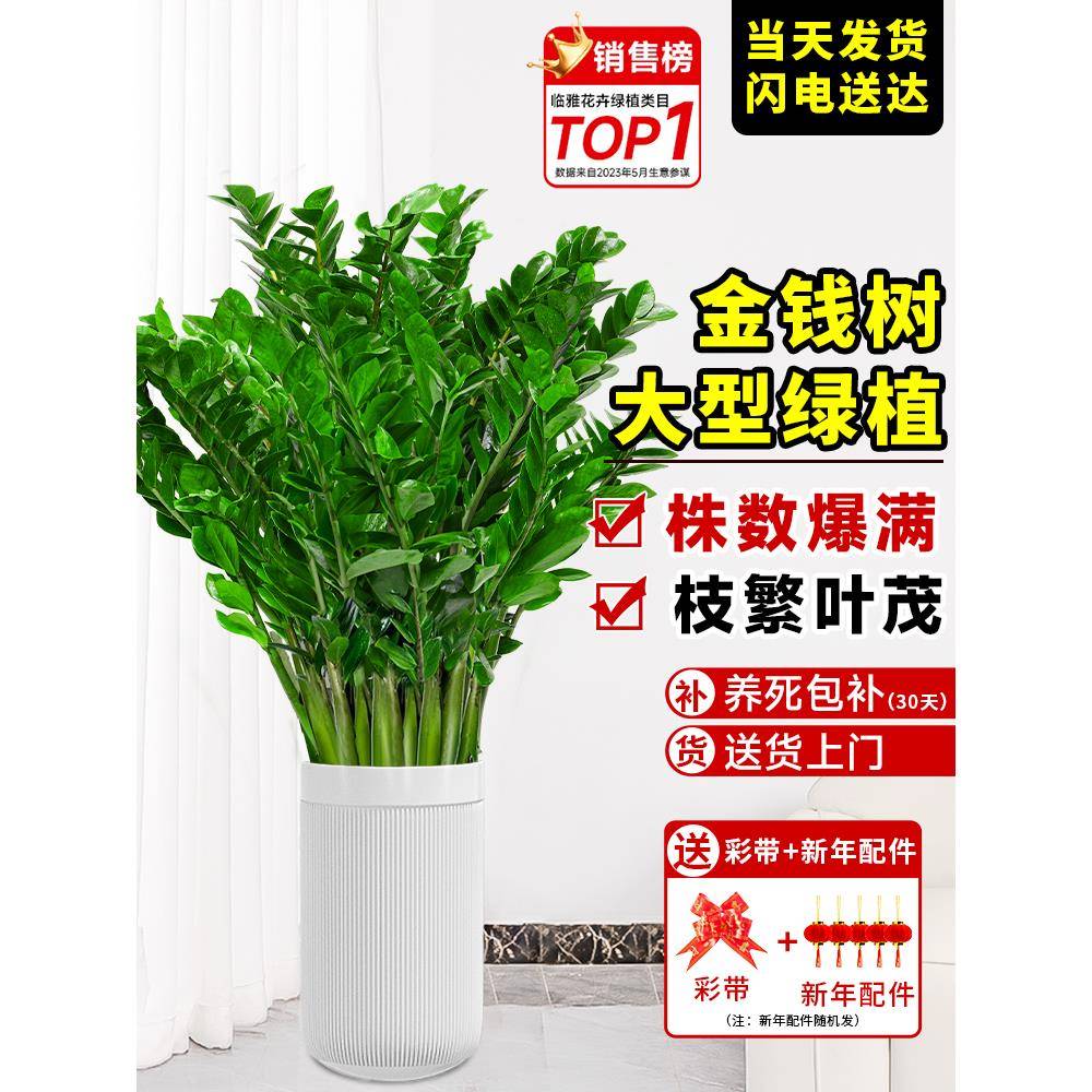 金钱树客厅大花盆栽大型绿植室内好养活新房乔迁搬家1米落地植物