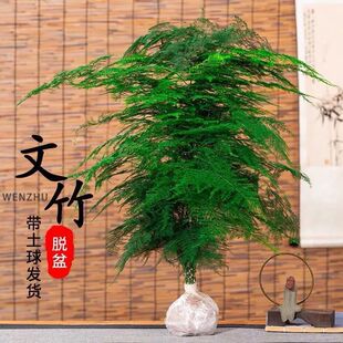 文竹盆栽植物绿植花卉室内客厅净化空气水培矮生苗不带盆四季
