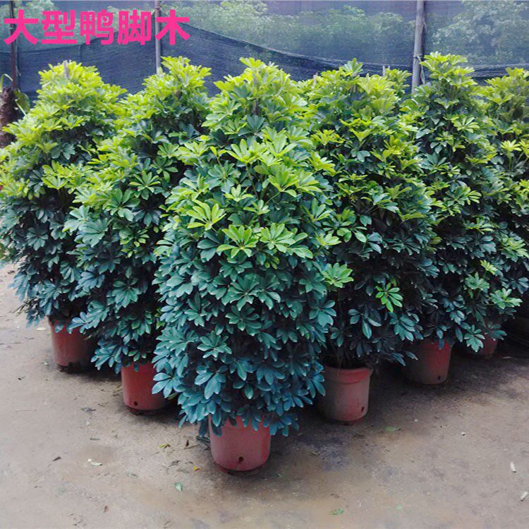 鸭脚木七叶莲长青树八方来财盆栽办公室客厅大型绿植吸甲醛好养树