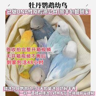 直播间专拍 牡丹鹦鹉活体幼鸟 特色桃面牡丹手养雏鸟可爱聪明活泼