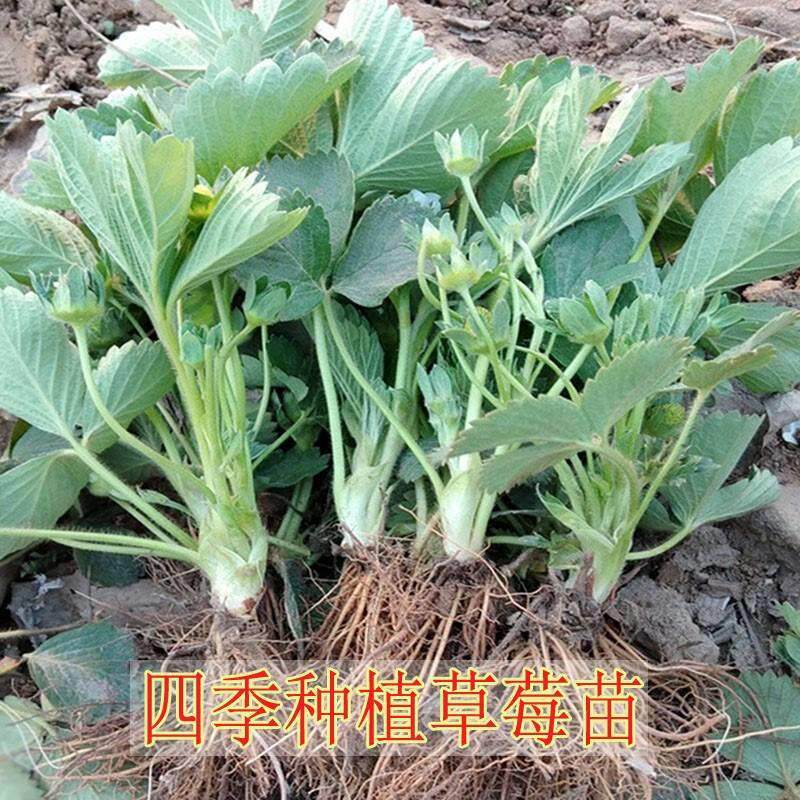 草莓苗四季牛奶章姬奶油草苗丹东99盆栽红颜种植大棚栽食用幼苗