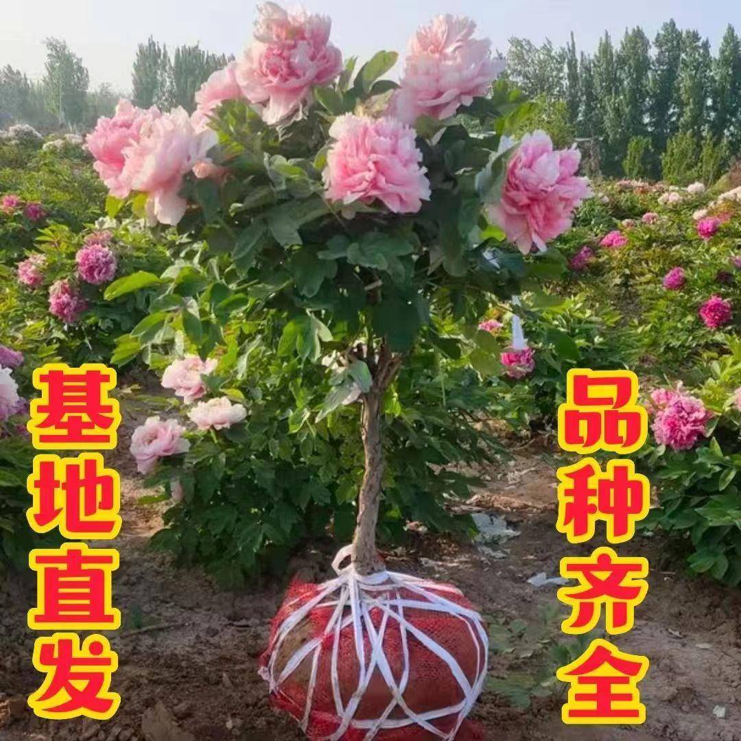 独杆牡丹树七彩多色牡丹树花卉庭院种植老桩重瓣观赏牡丹大花树苗