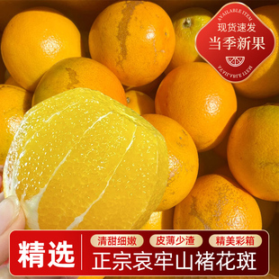 2025褚橙花斑果新鲜水果云南哀牢山励志橙冰糖橙高糖老树褚小斑